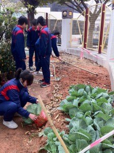 學生在種植園參與農務，體驗綠色課堂